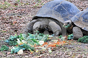 Giant Galapagos Tortoises Eating