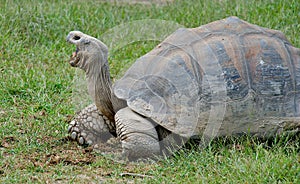 Giant Galapagos Turtle