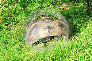 A giant Galapagos turtle