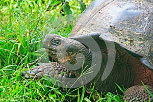 A giant Galapagos turtle