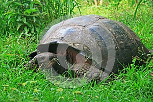 A giant Galapagos turtle