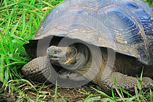 A giant Galapagos turtle