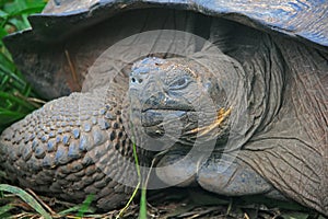 A giant Galapagos turtle