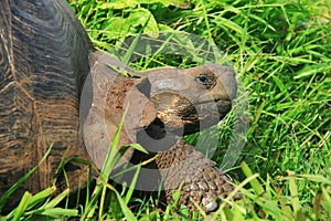 A giant Galapagos turtle