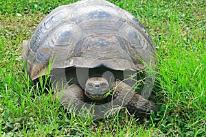 A giant Galapagos turtle