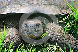 A giant Galapagos turtle