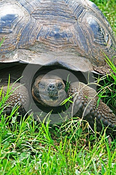 A giant Galapagos turtle