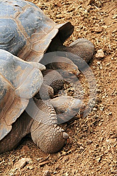 A giant Galapagos turtle