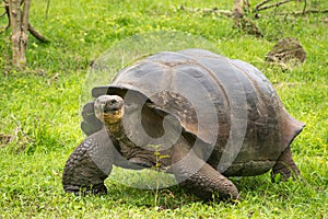 Giant Galapagos turtle, Ecuador, South America