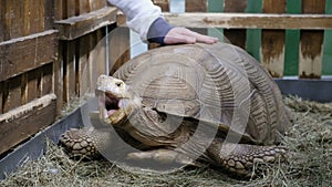 A giant galapagos turtle on a walk in zoo