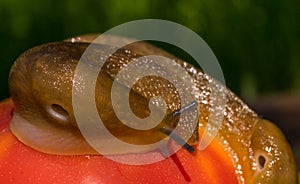 Giant garden slug and ripe juicy red tomato. Summer garden