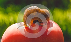 Giant garden slug and ripe red tomato. Summer vegetable garden