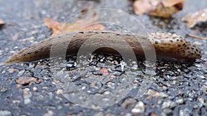 A giant gardenslug quiet strip at the edge of the forest