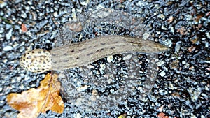 A giant gardenslug quiet strip at the edge of the forest