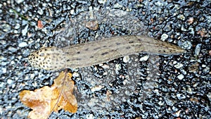 A giant gardenslug quiet strip at the edge of the forest