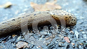 A giant gardenslug quiet strip at the edge of the forest