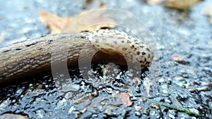 A giant gardenslug quiet strip at the edge of the forest