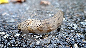 A giant gardenslug quiet strip at the edge of the forest