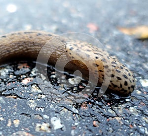 A giant gardenslug quiet strip at the edge of the forest