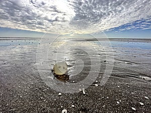 giant gastropod, snail, eggs