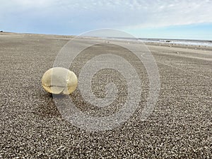 giant gastropod, snail, eggs