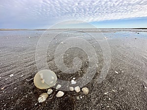 giant gastropod, snail, eggs