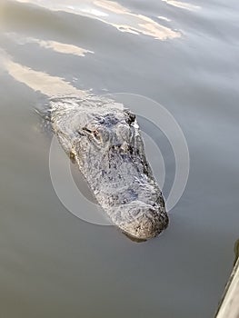 Giant gator selfie