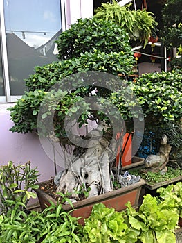 Giant Ginseng Ficus Bonsai Plant