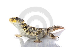 Giant Girdled Lizard