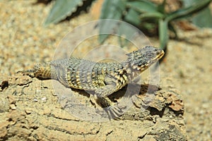 Giant girdled lizard