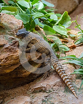 Giant Girdled Lizard, Cordylus giganteus, Africa