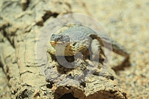 Giant girdled lizard photo