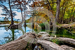 Giant Gnarly Cypress Tree Roots at Garner State Park, Texas