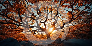 A giant gnarly old tree covered with blue and yellow leaves