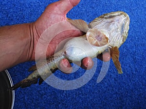 Giant goby