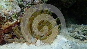 Giant golden anemone or condylactis anemone, giant Caribbean sea anemone, florida condy Condylactis gigantea undersea