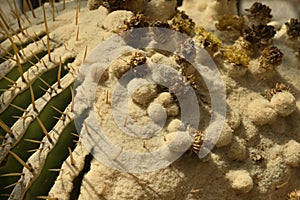 Giant golden barrel cactus, viznaga, or biznaga de dulce, largest barrel cacti, native to central Mexico