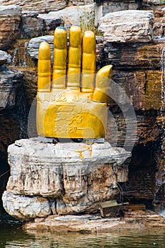 Giant Golden Buddha Palm
