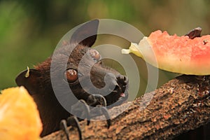 Giant golden-crowned flying fox eating