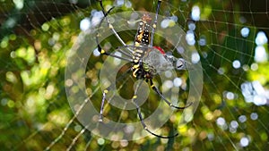 Giant Golden Orb Weaver With Its Prey