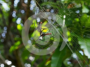 Giant Golden Orb Weaver Spider Wrapping Its Prey