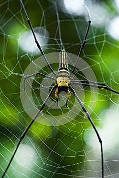 Giant golden orb web spider Nephila pilipes photo