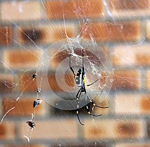 Giant Golden Orb-web Spider (Nephila pilipes) waiting for prey : (pix Sanjiv Shukla)