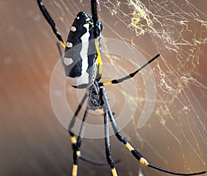 Giant Golden Orb-web Spider (Nephila pilipes) waiting for prey : (pix Sanjiv Shukla)