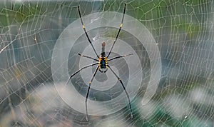 Giant golden orb-web spider/weaver. Scientific Name Nephila maculata or Nephila Pilipes resting in its perfectly crafted web.