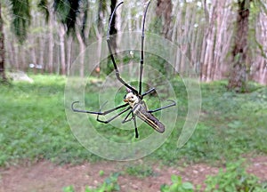 Giant Golden Orbweaver Spider in the forest
