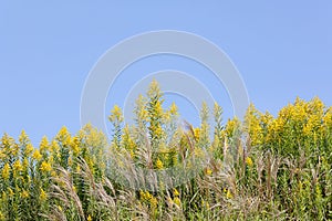 Giant goldenrod field photo