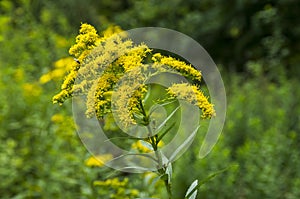 Giant Goldenrod, Solidago gigantea