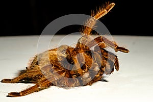 Giant Goliath Birdeater Tarantula