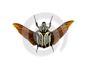 Giant goliath isolated on white